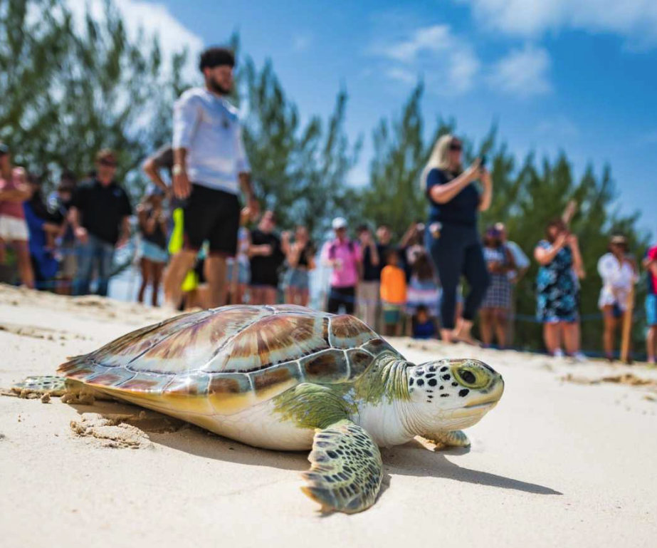 Baby sea turtles being released into the Pacific