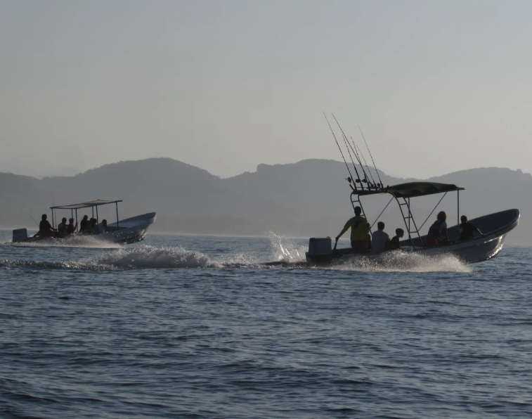 Whale and dolphin watching tour in Troncones